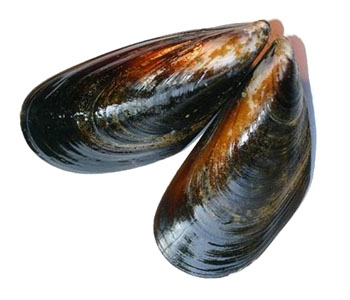 Mussel