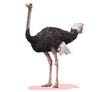 Ostrich