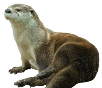 Otter