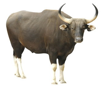 Ox