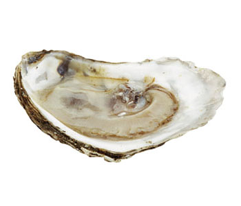 Oyster