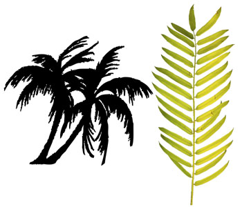 Palm