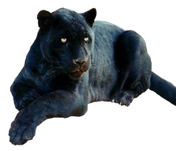 Panther