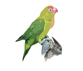 Parakeet