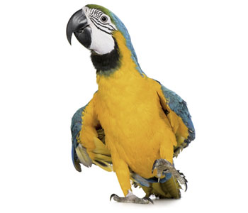 Parrot