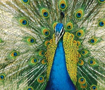 Peacock