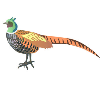 Pheasant