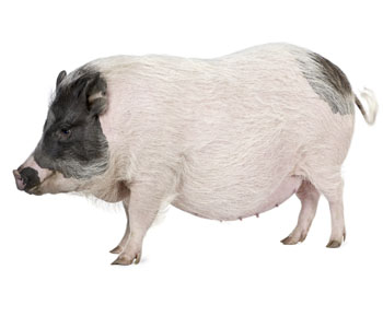 Pig