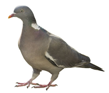 Pigeon