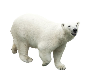 Polar bear