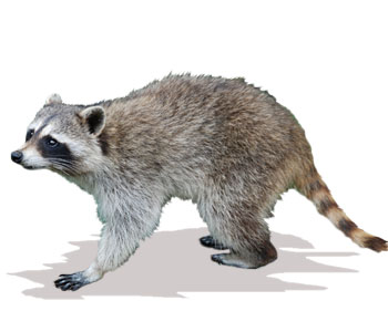 Raccoon