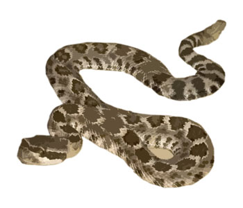 Rattlesnake