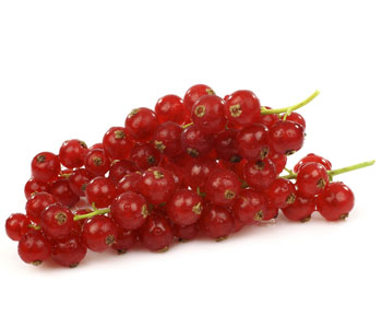 Redcurrant