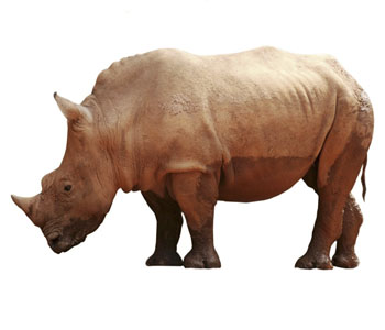 Rhinoceros