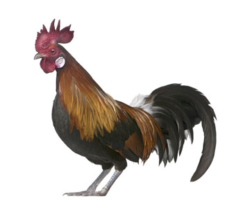 Cock, Rooster