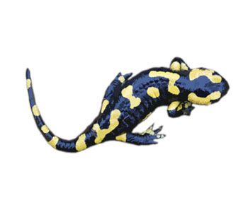 Salamander