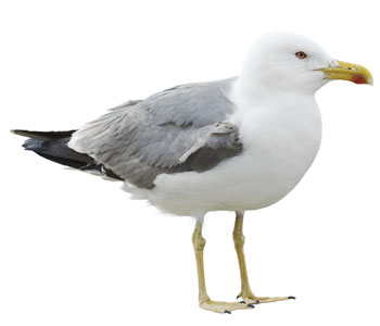 Seagull