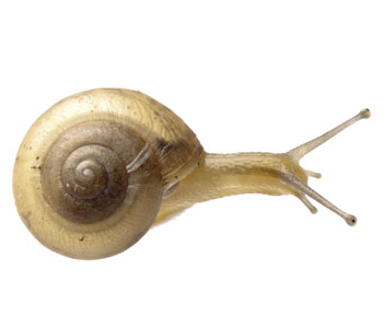 Snail