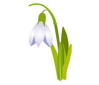 Snowdrop