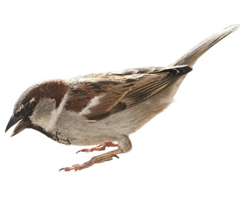 Sparrow