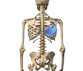 Spinal cord
