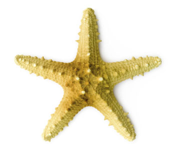 Starfish