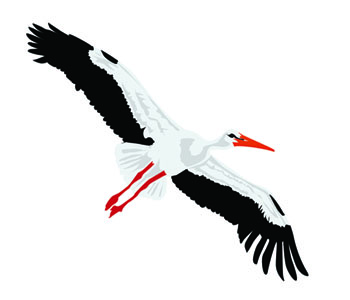 Stork