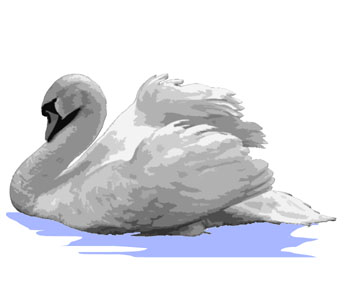 Swan