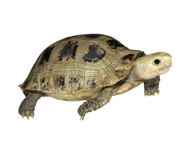 Tortoise