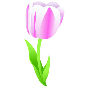 Tulip