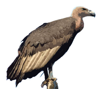 Vulture