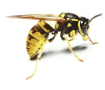 Wasp