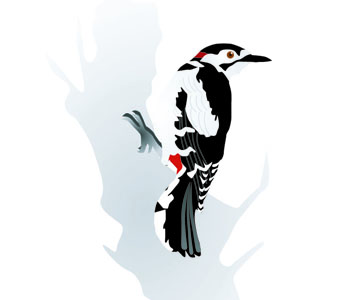 Woodpecker