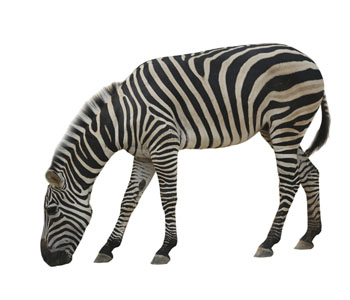 Zebra